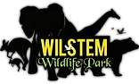 Wilstem