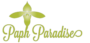 Paph Paradise